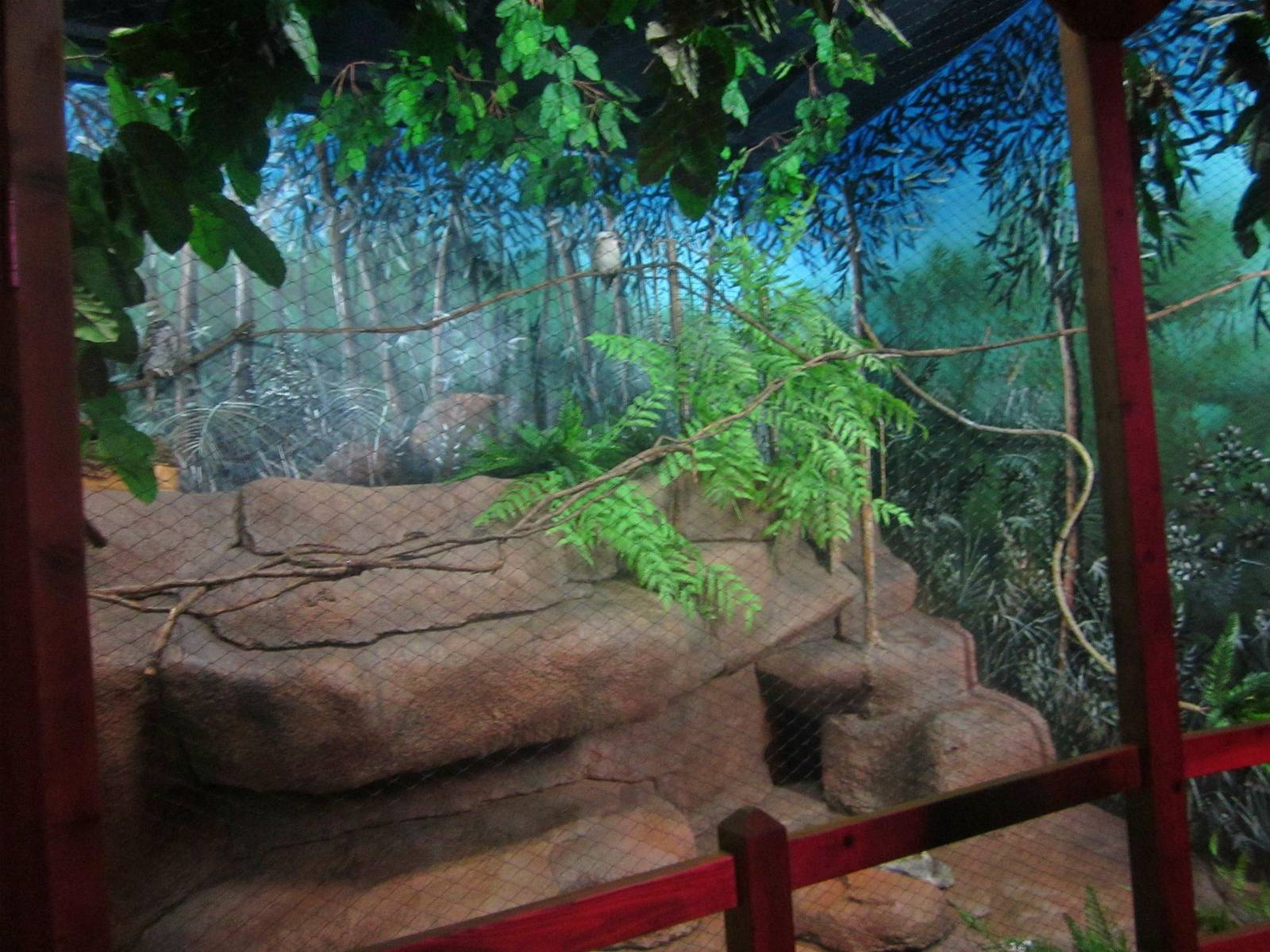 Australia House - Laughing Kookaburra + Tawny Frogmouth Exhibit