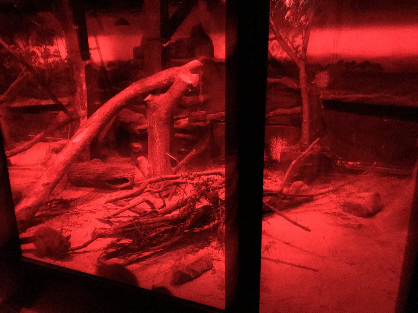 Australia House - Nocturnal exhibit 171018