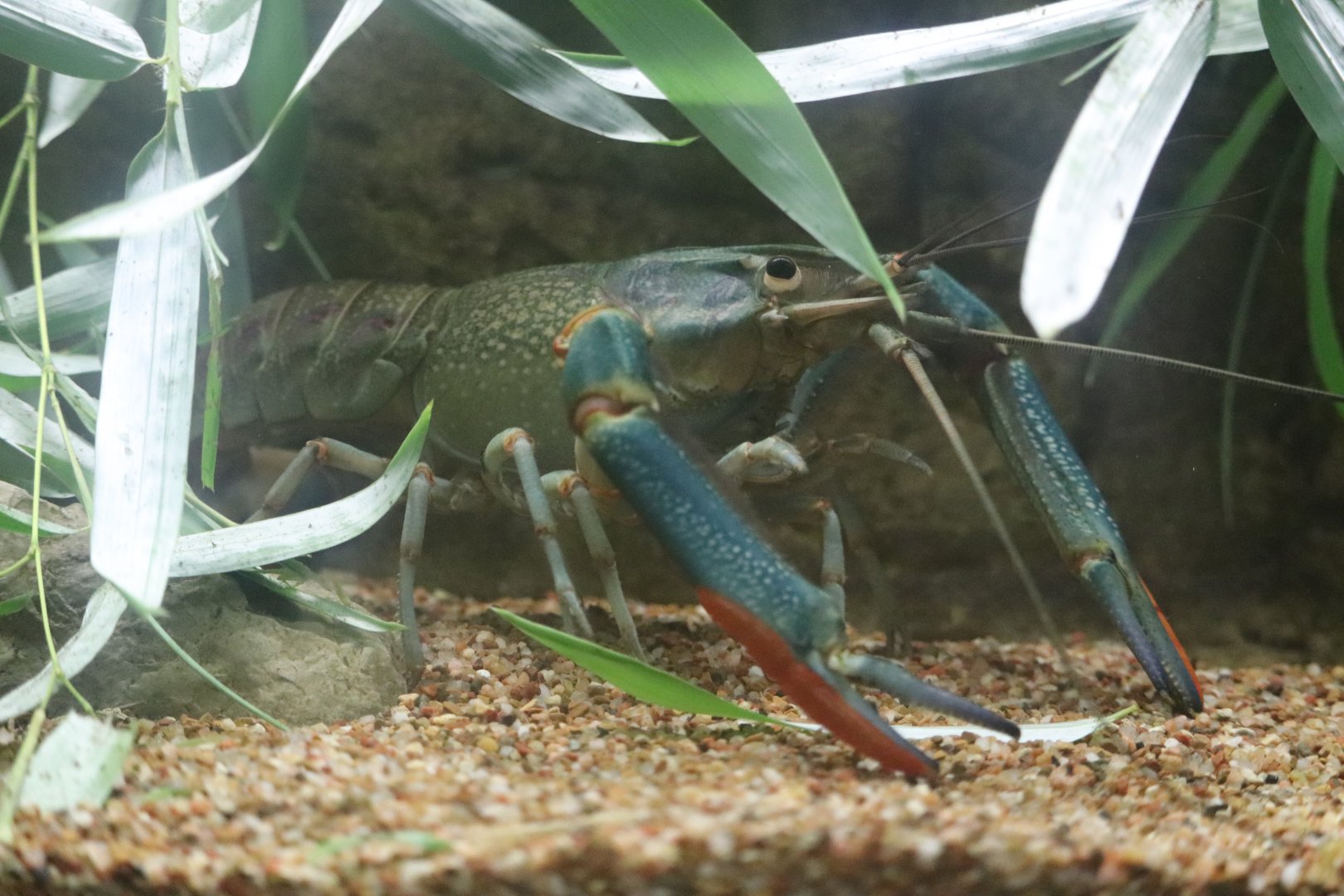 Australia House - Queensland Red Claw