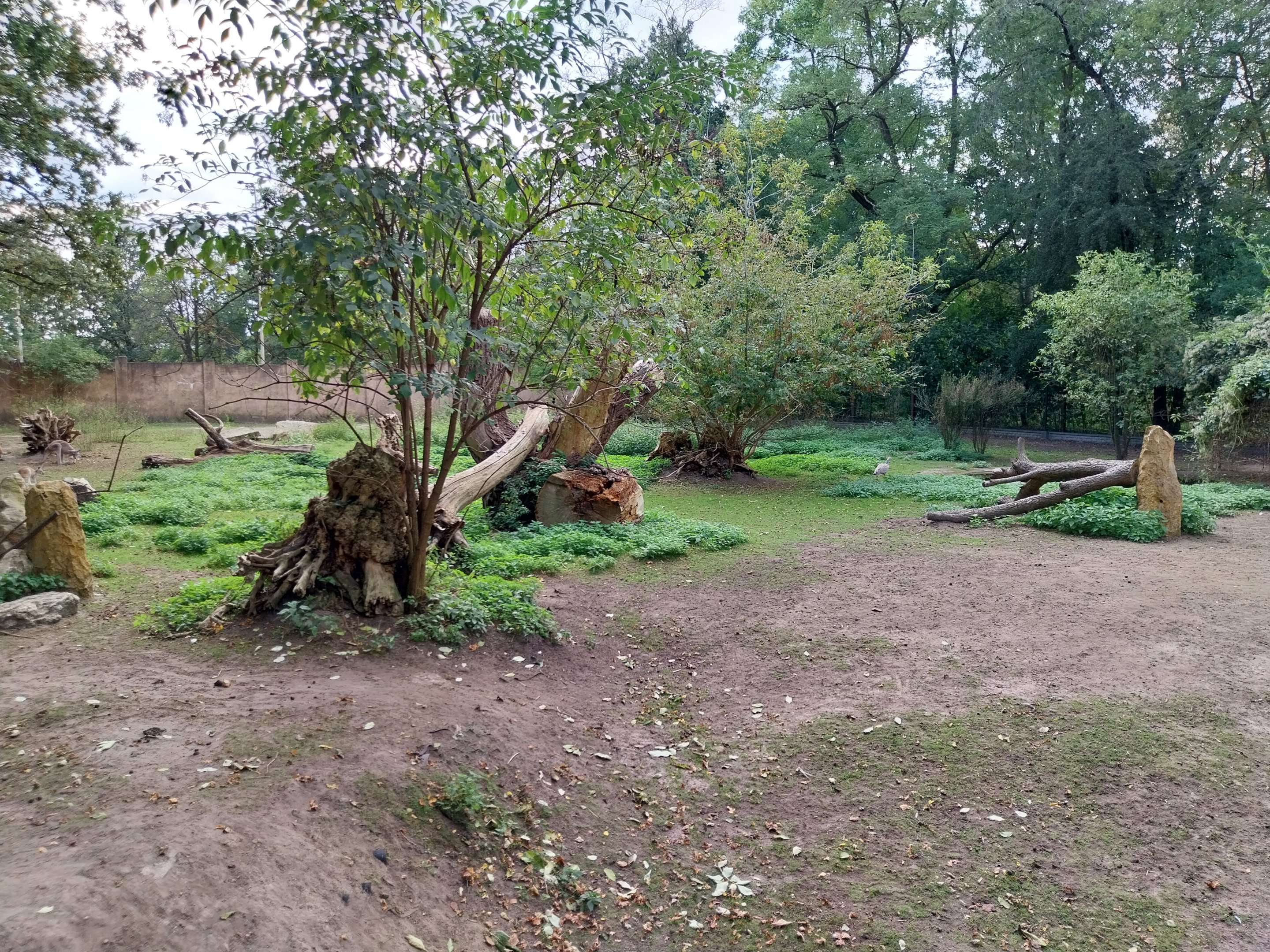 Australia House - Red Kangaroo (Osphranter rufus)