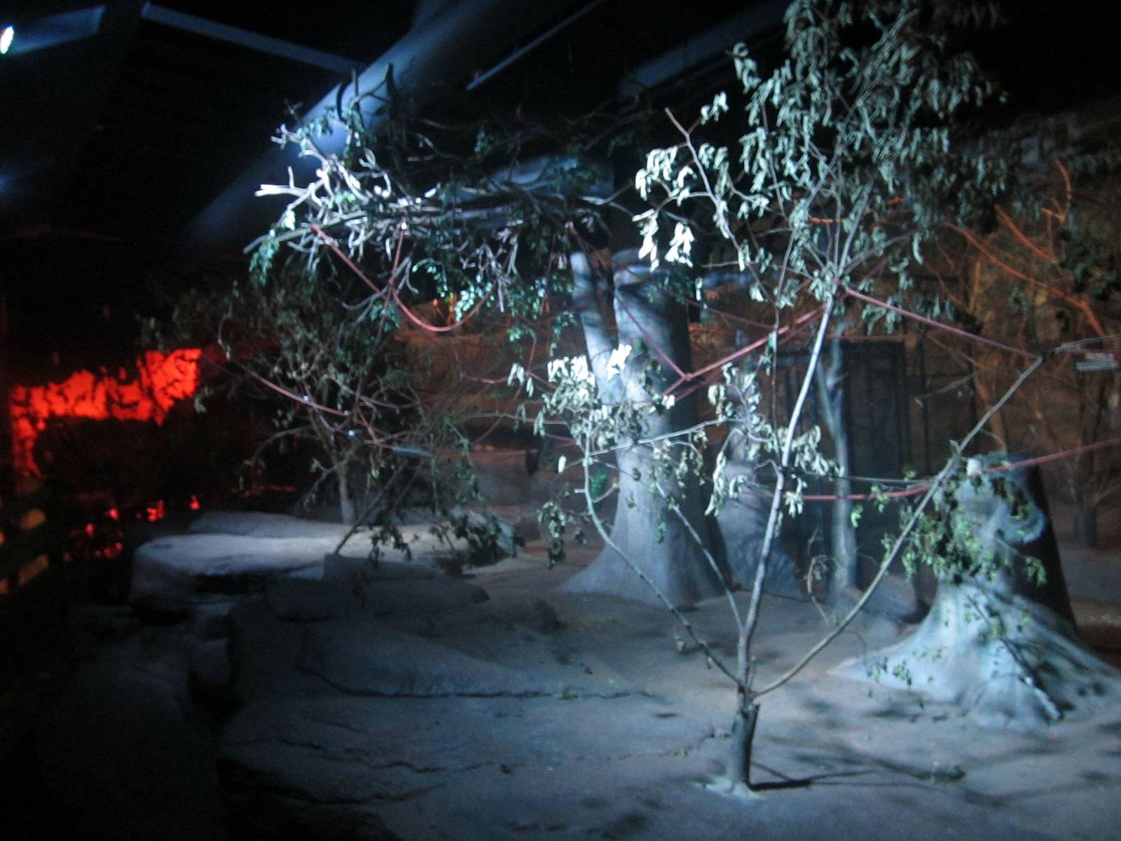 Australia House - Rodrigues Flying Fox Exhibit