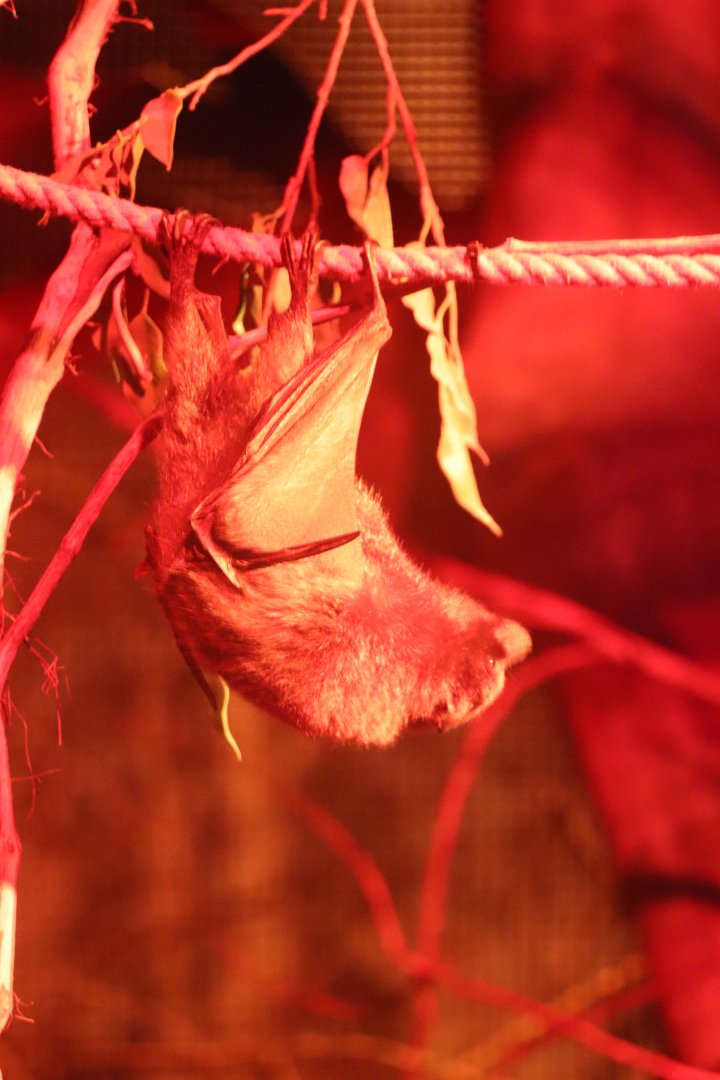 Australia House - Rodrigues Fruit Bat