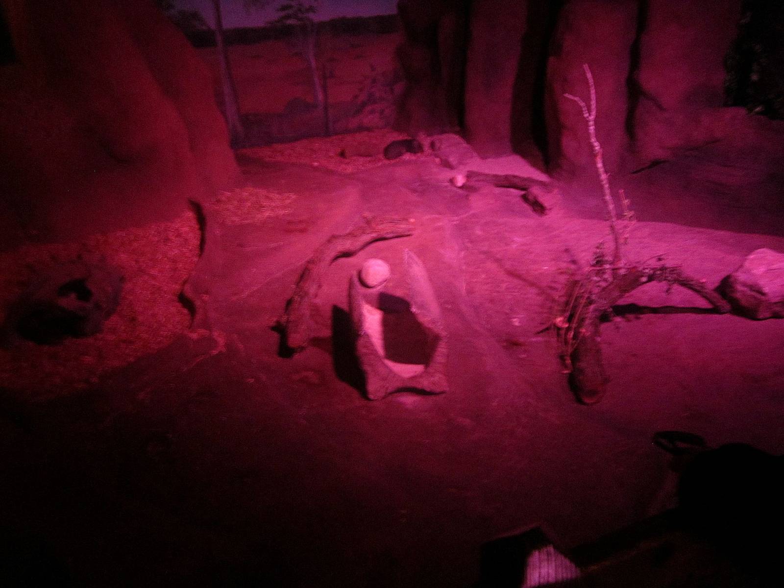 Australia House - Second Southern Hairy Nose Wombat Exhibit