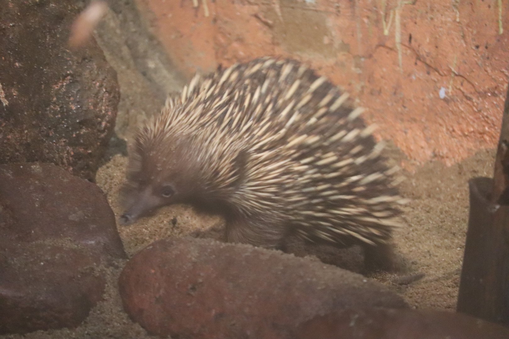 Australia House - Short-beaked Echidna