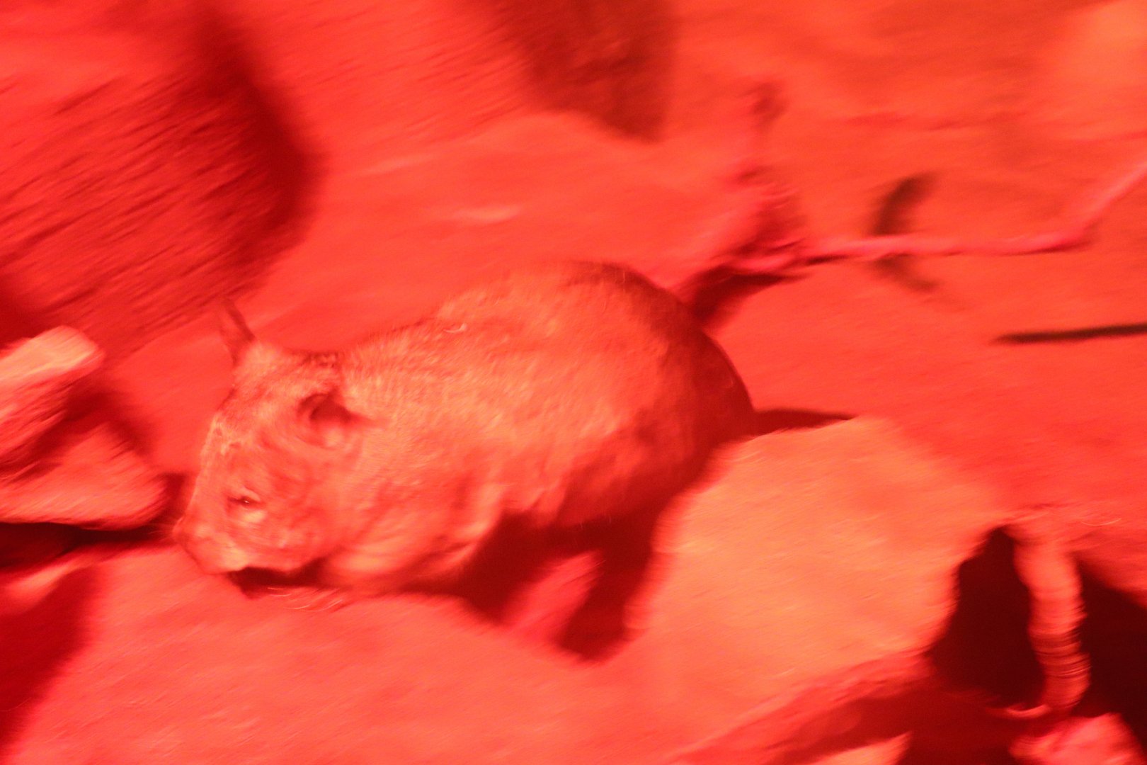 Australia House - Southern Hairy-Nosed Wombat