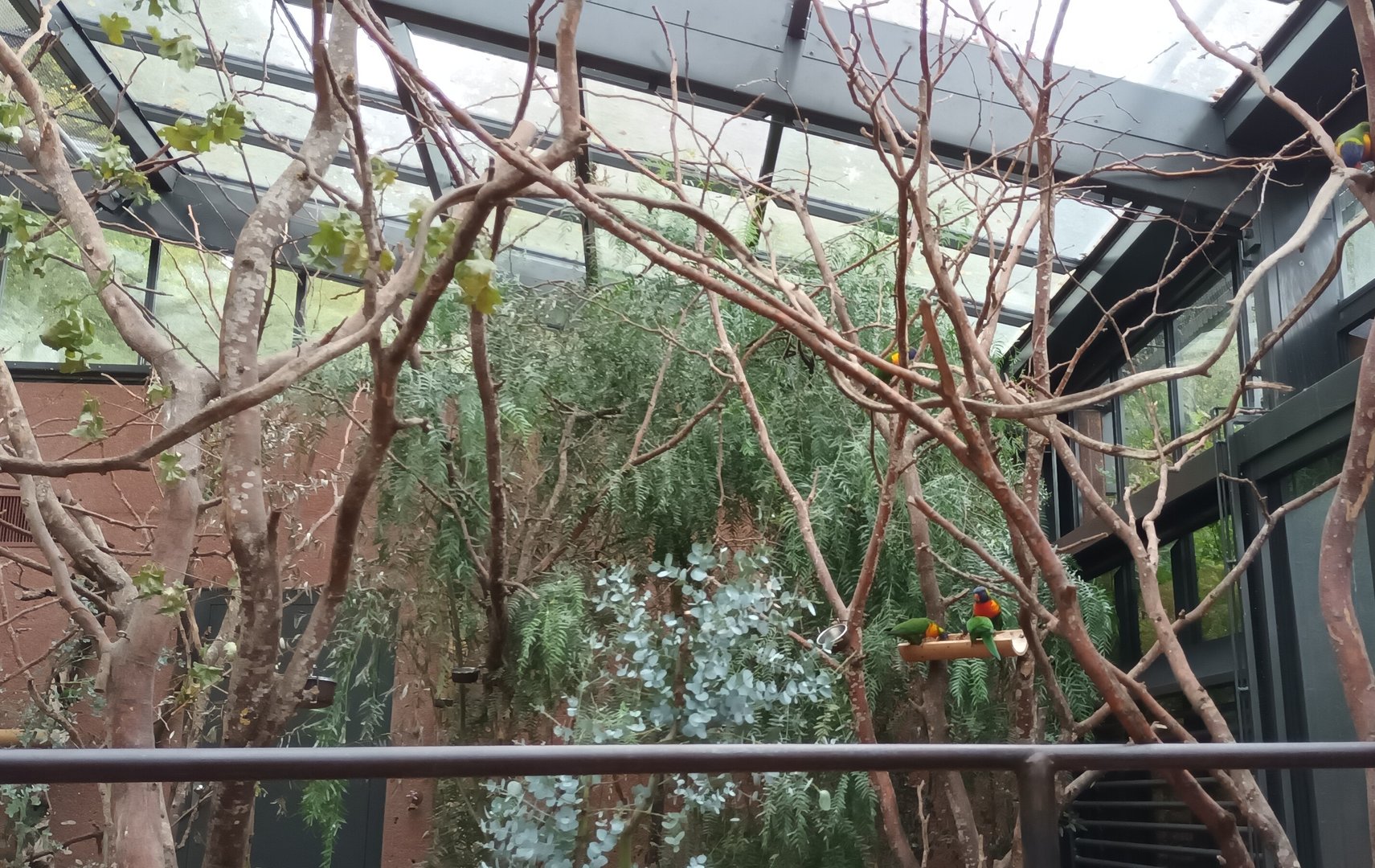 Australia Inside the walkthrough Rainbow Lorikeet Aviary
