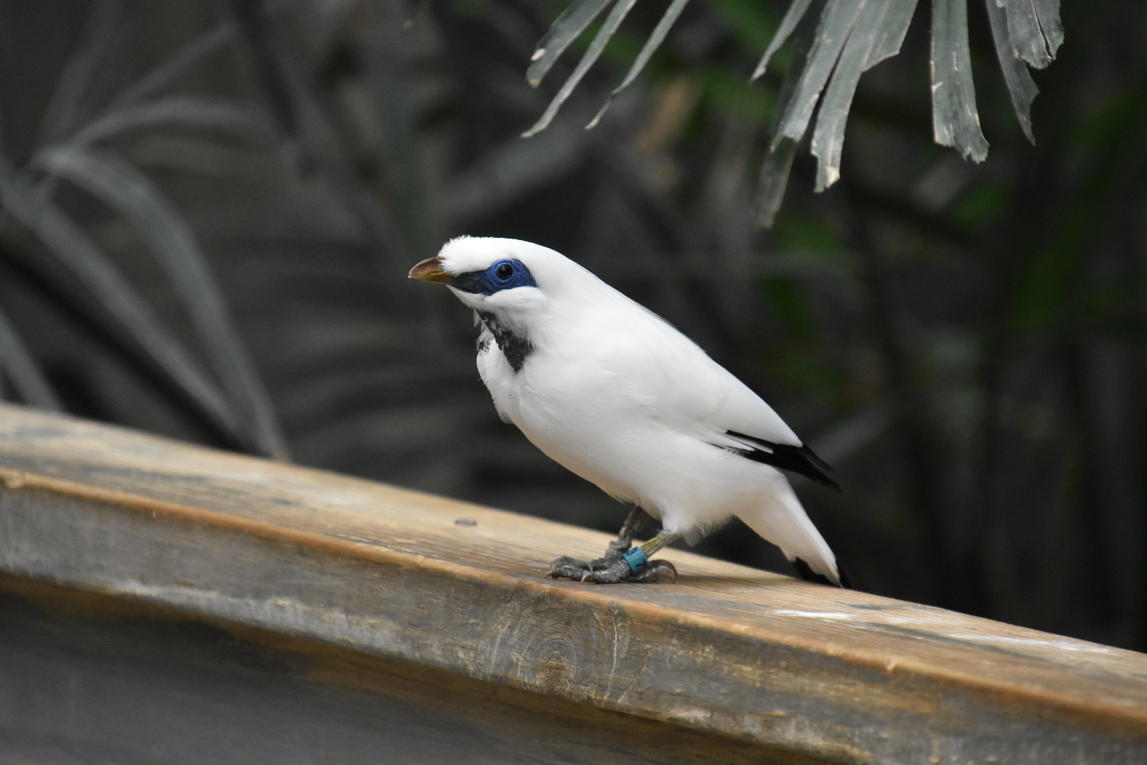 Australia & Islands Aviary - Bali Myna