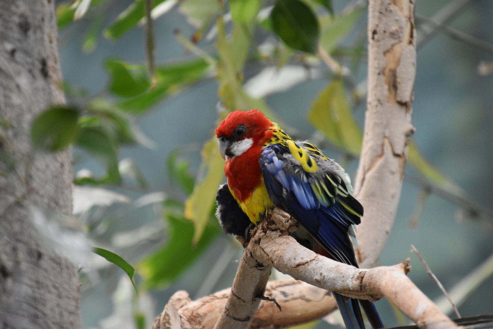 Australia & Islands Aviary - Eastern Rosella
