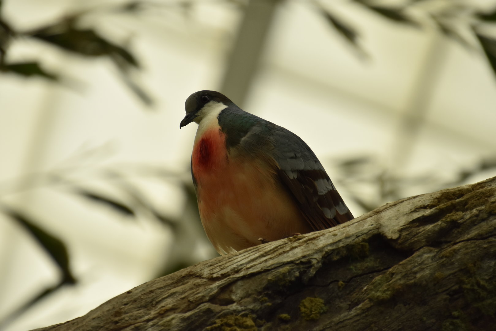 Australia & Islands Aviary - Luzon Bleeding Heart