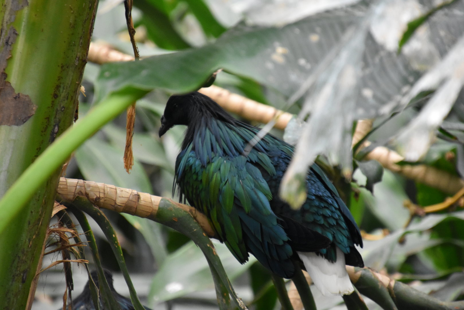 Australia & Islands Aviary - Nicobar Pigeon