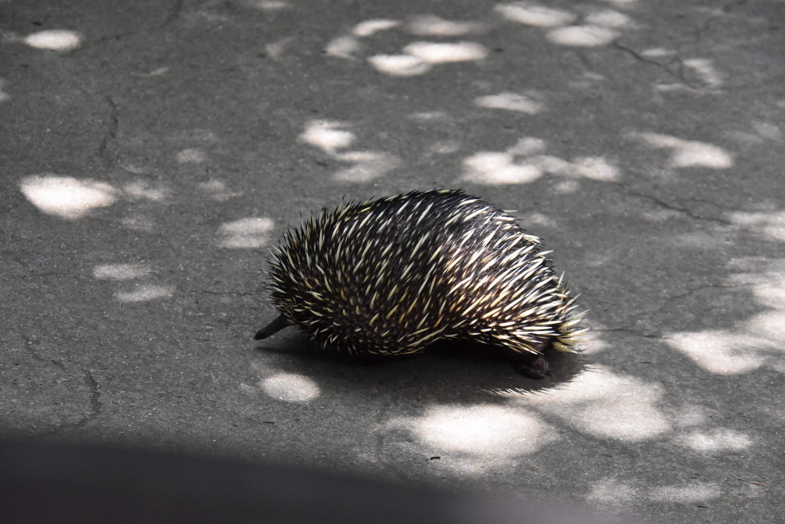 Australia & Islands - Short beaked Echidna