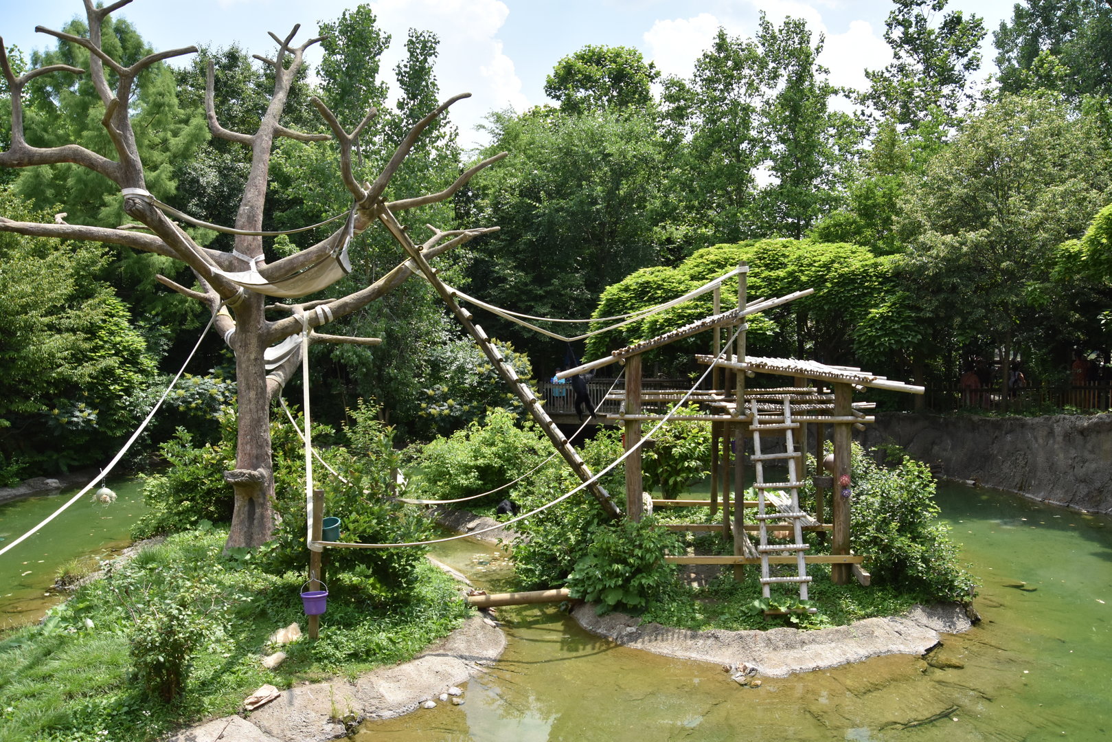 Australia  & Islands - Siamang exhibit