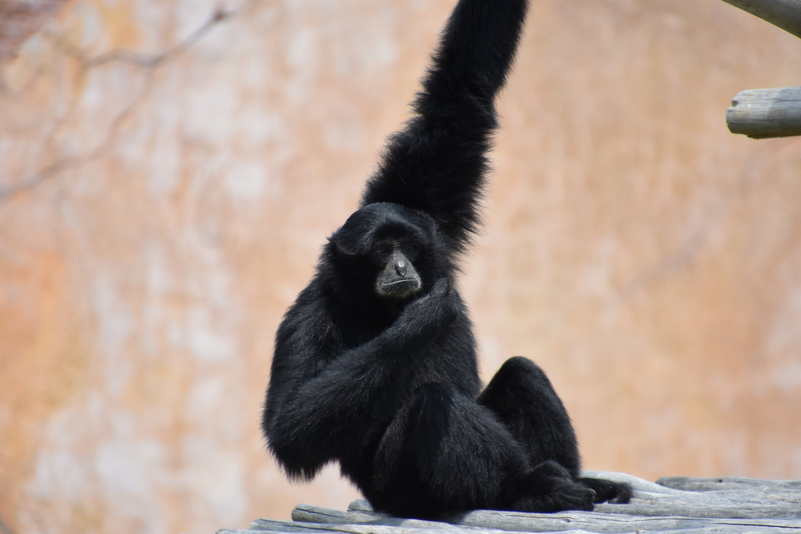 Australia & Islands - Siamang
