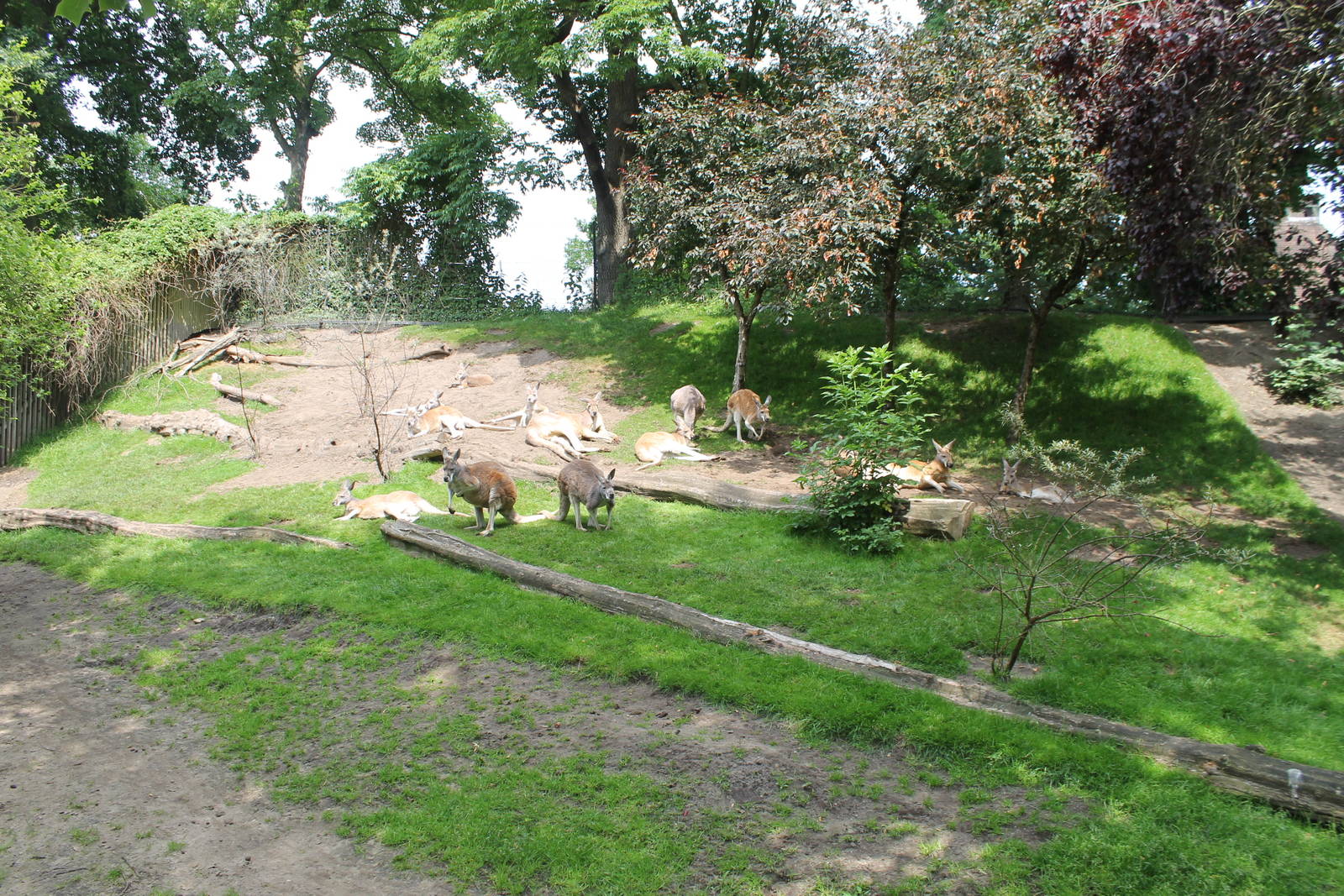Australia - Kangaroo enclosure