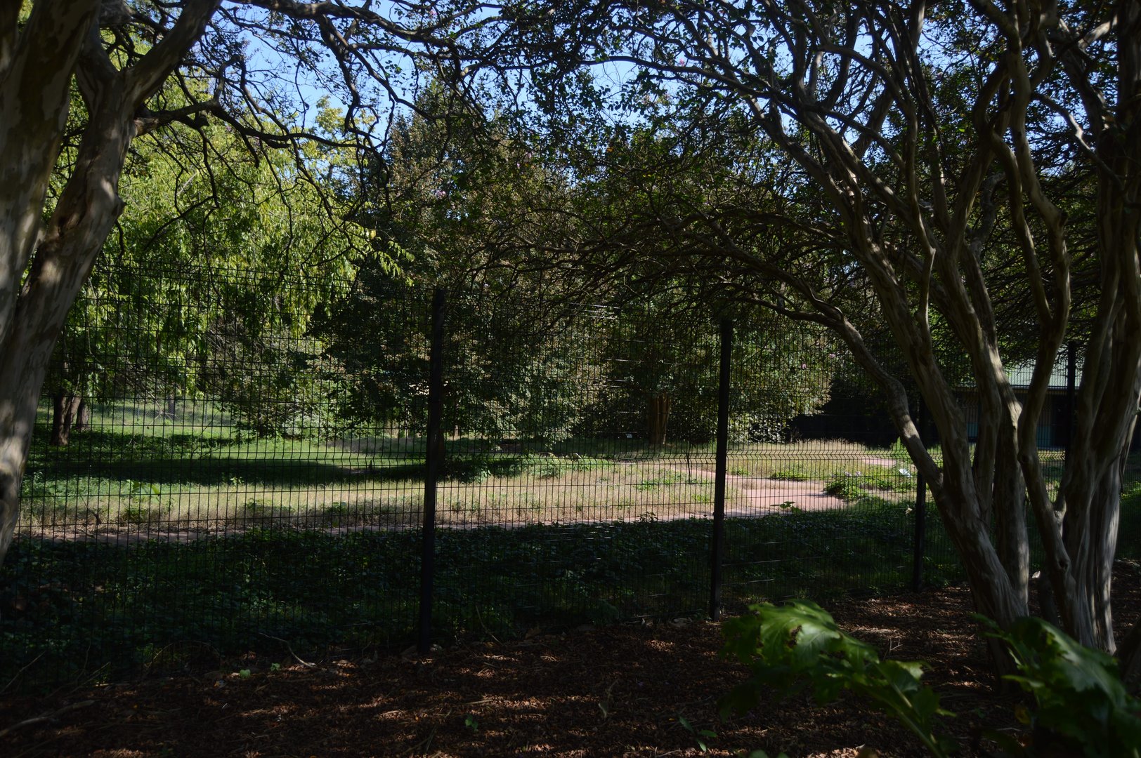 Australia - Kangaroo Walkabout