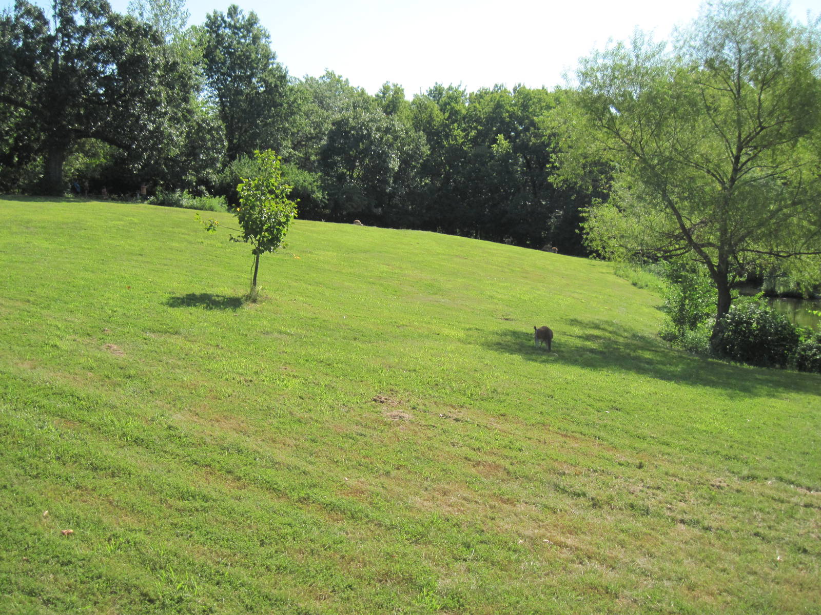 Australia-Kangaroo Yard