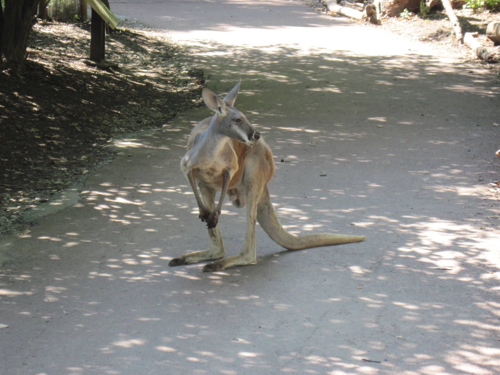 Australia-Kangaroo