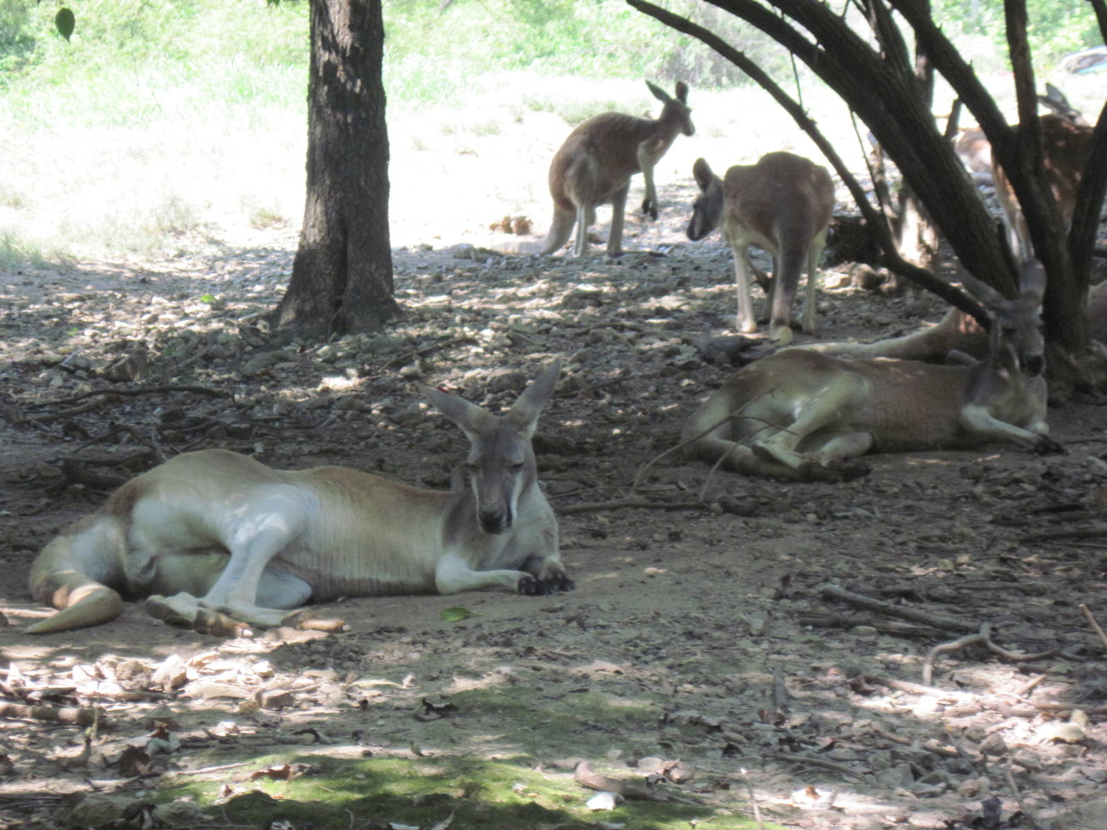 Australia-Kangaroos