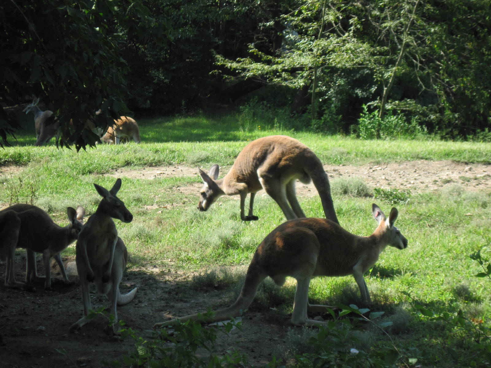 Australia-Kangaroos