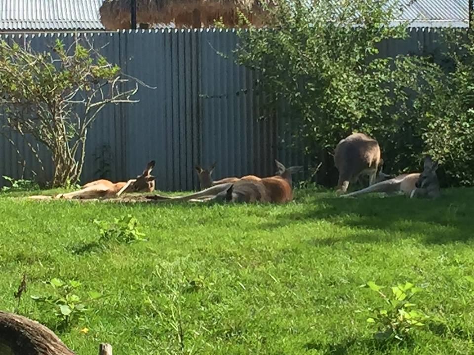 Australia- Kangaroos