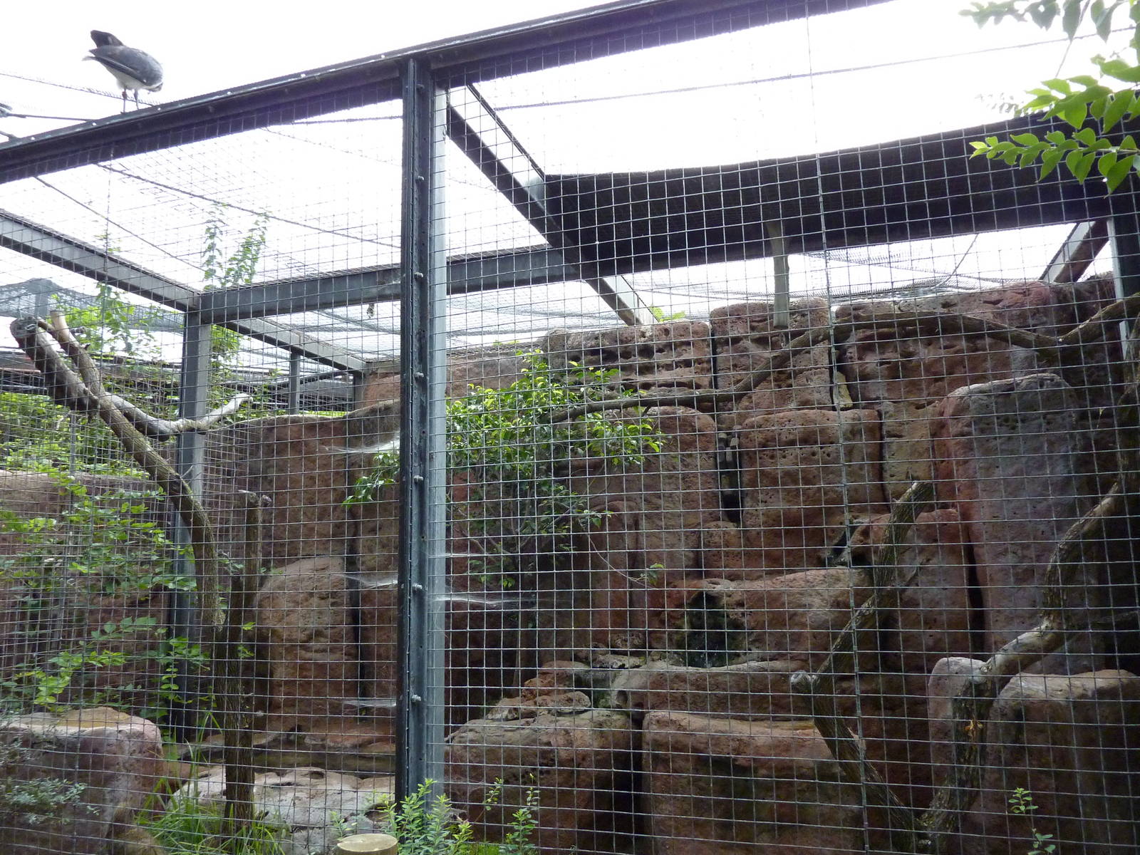 Australia - Kea Enclosure