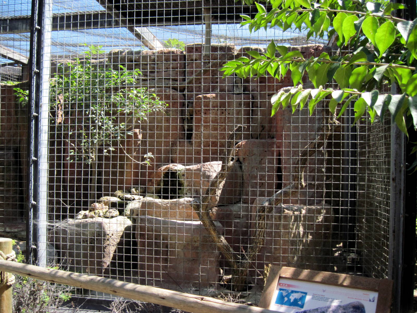 Australia-Kea Exhibit