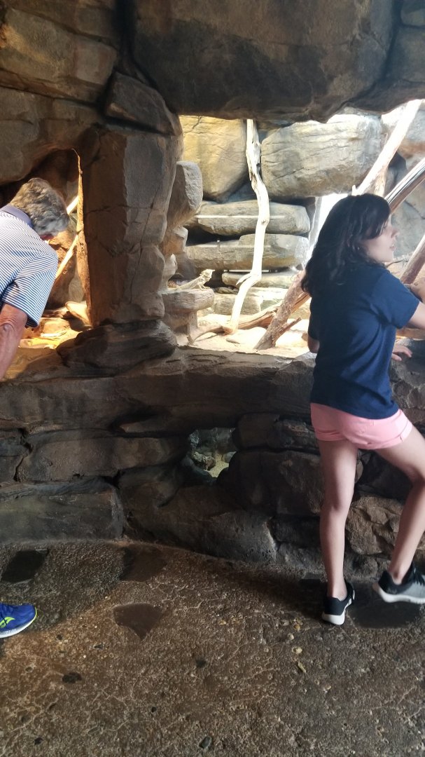 Australia: Knob-tailed geckos