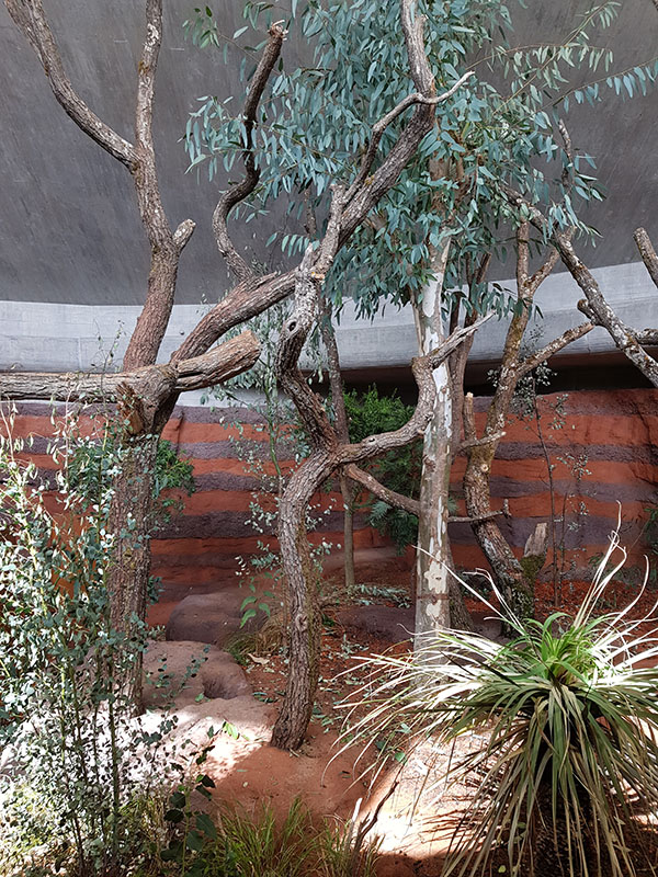 Australia: Koala in eucalypt tree
