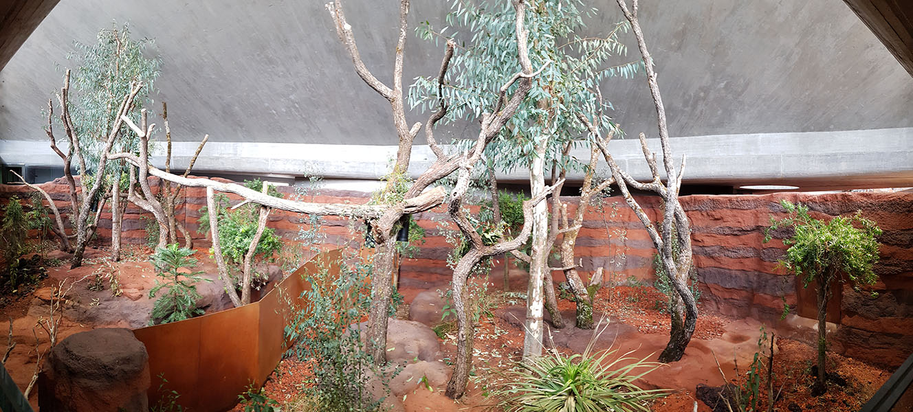 Australia: Koala indoors panorama (170 deg.)