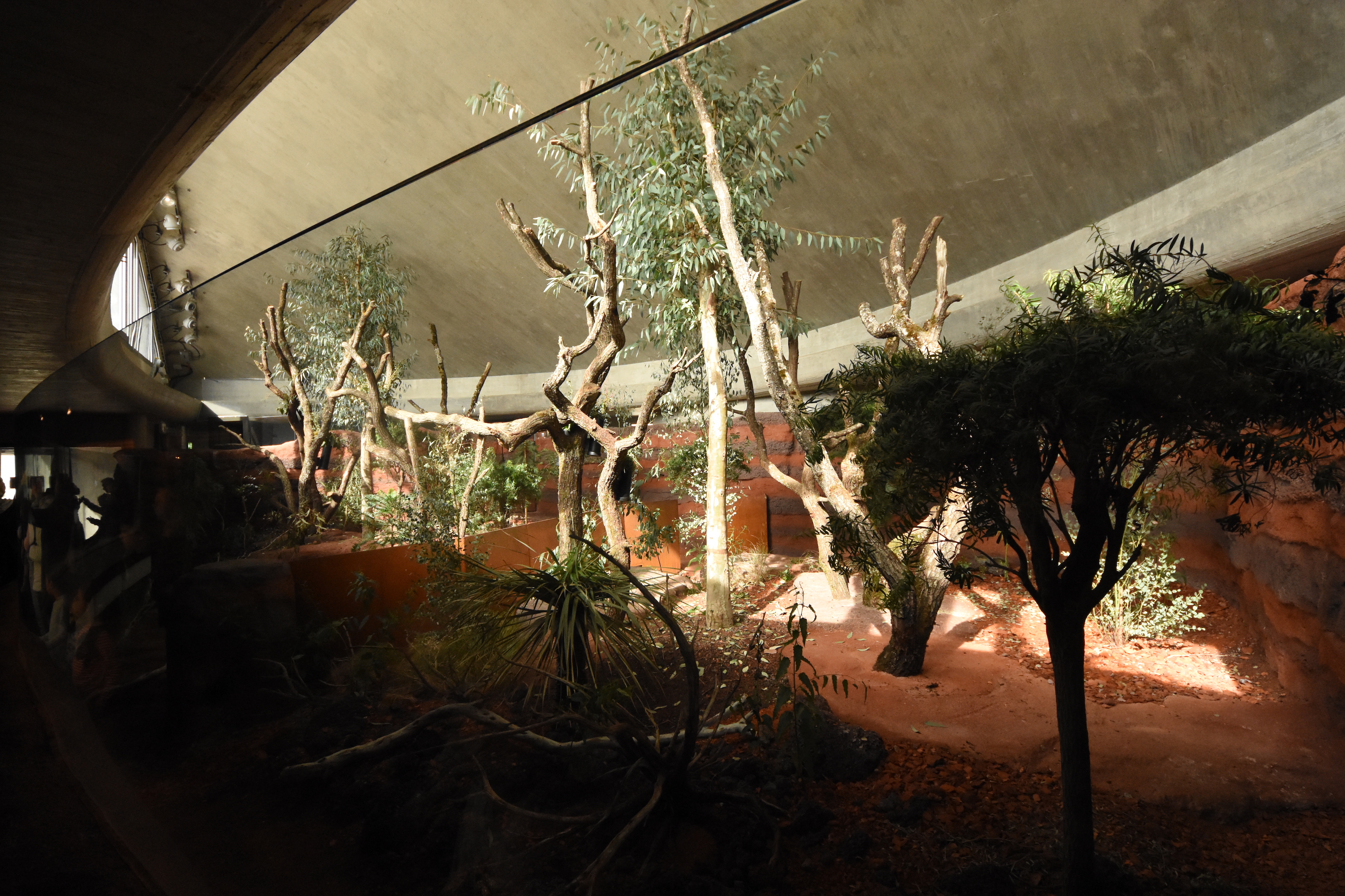 Australia - Koala indoors