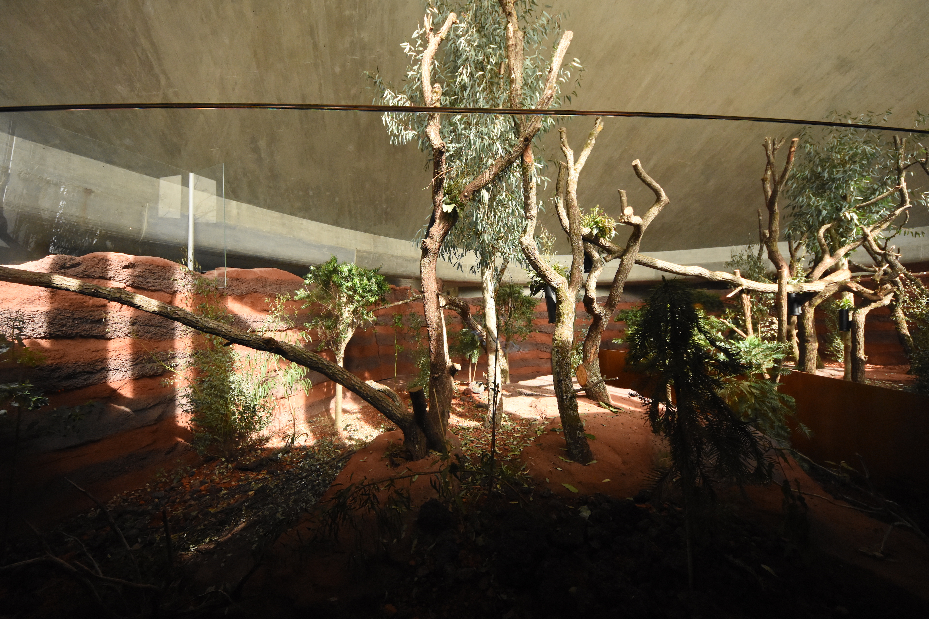 Australia - Koala indoors