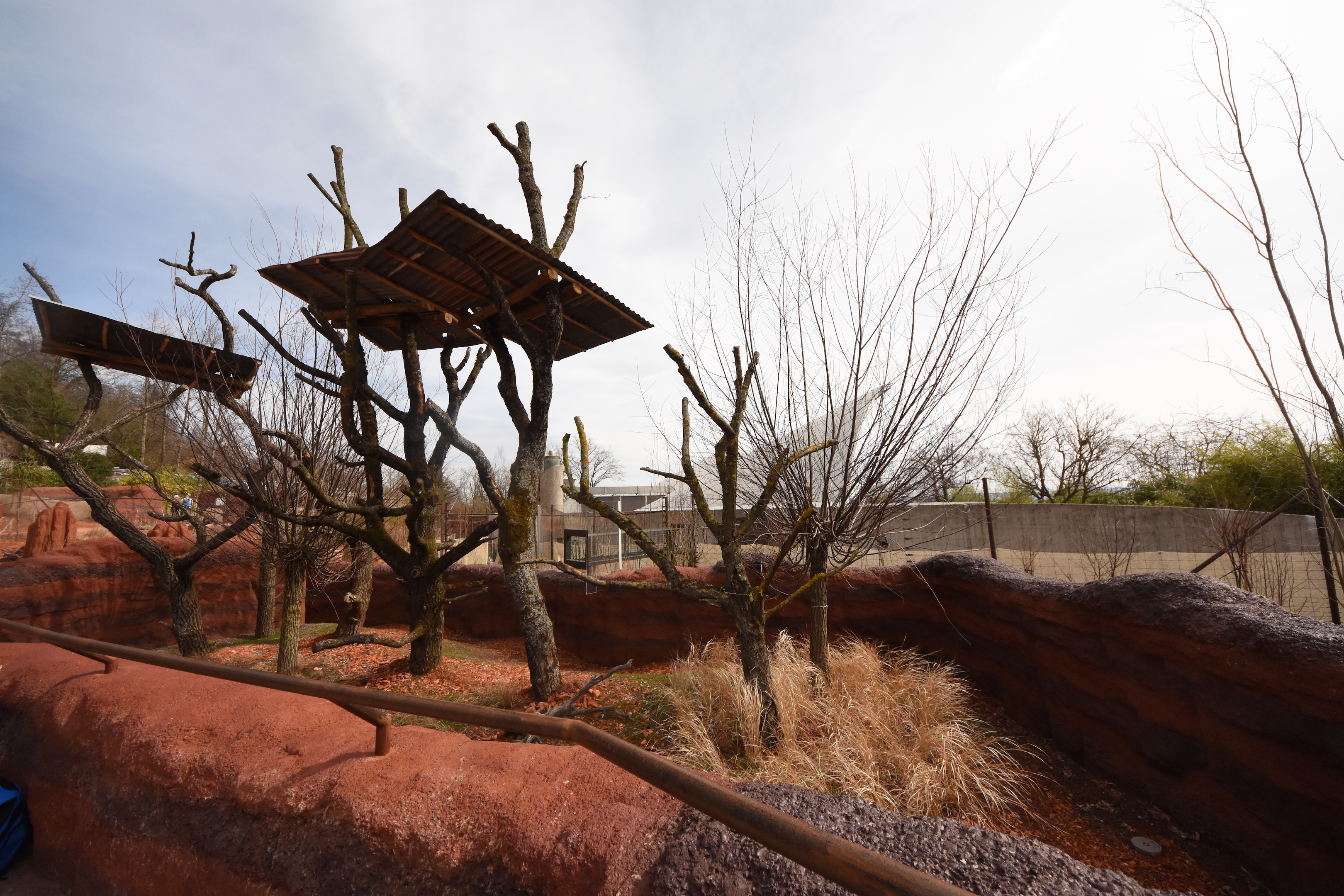 Australia - Koala outdoors