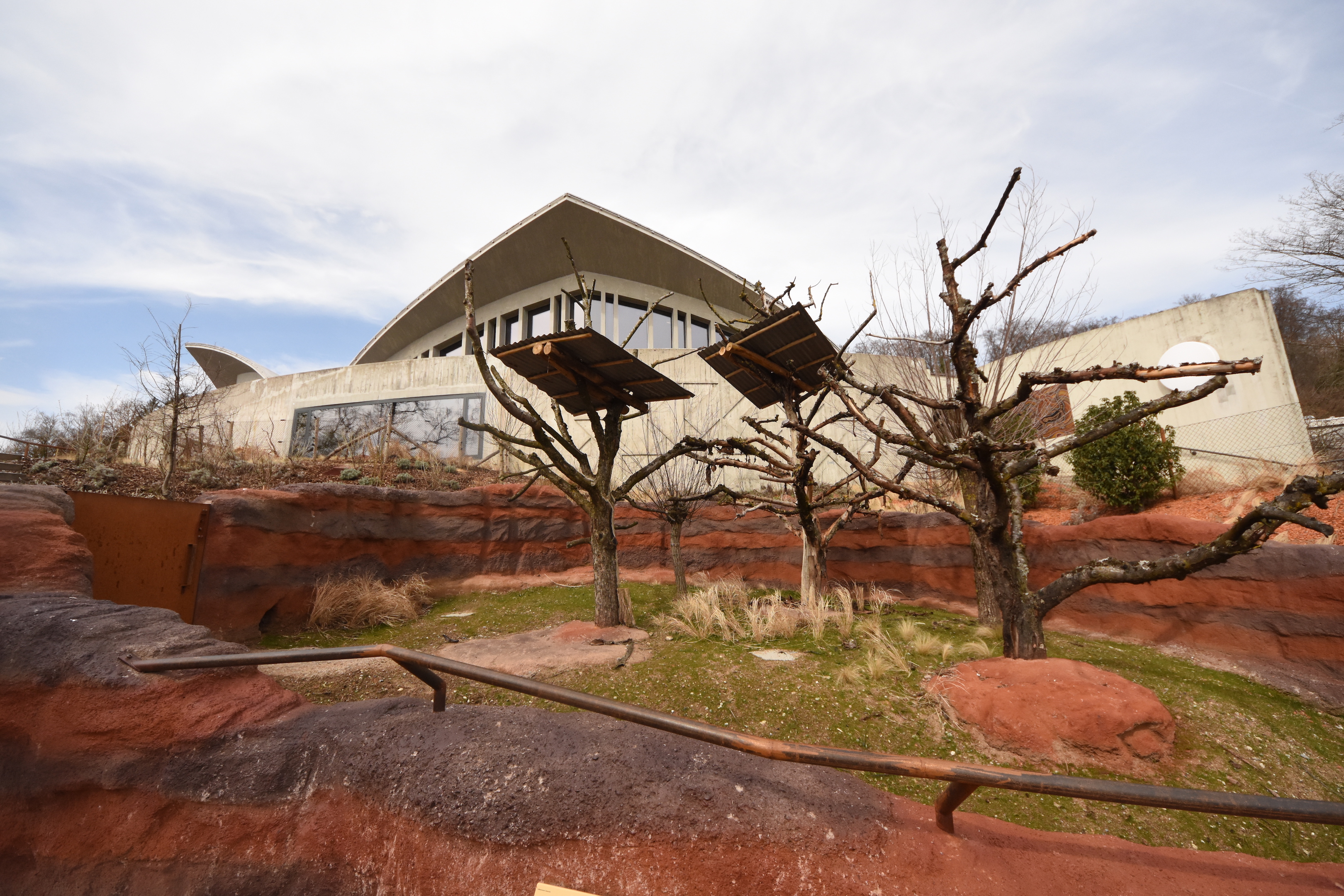 Australia - Koala outdoors