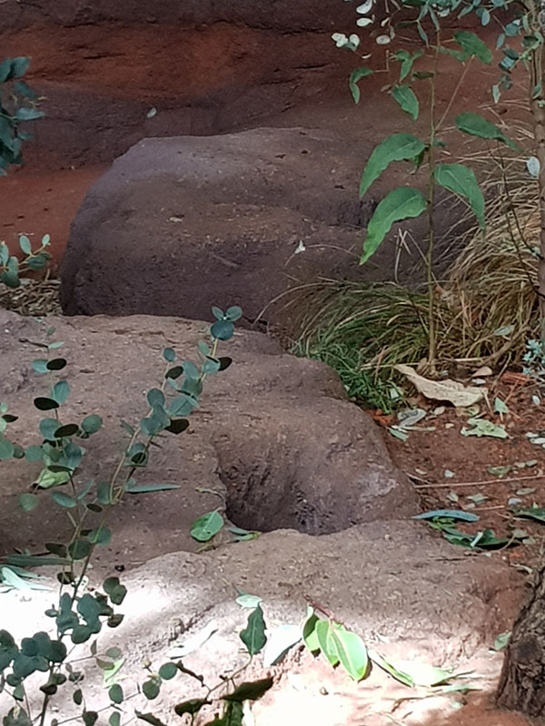 Australia: Koala - What's this?