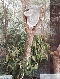 Australia- Koala