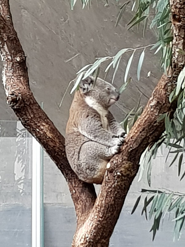 Australia: Koala