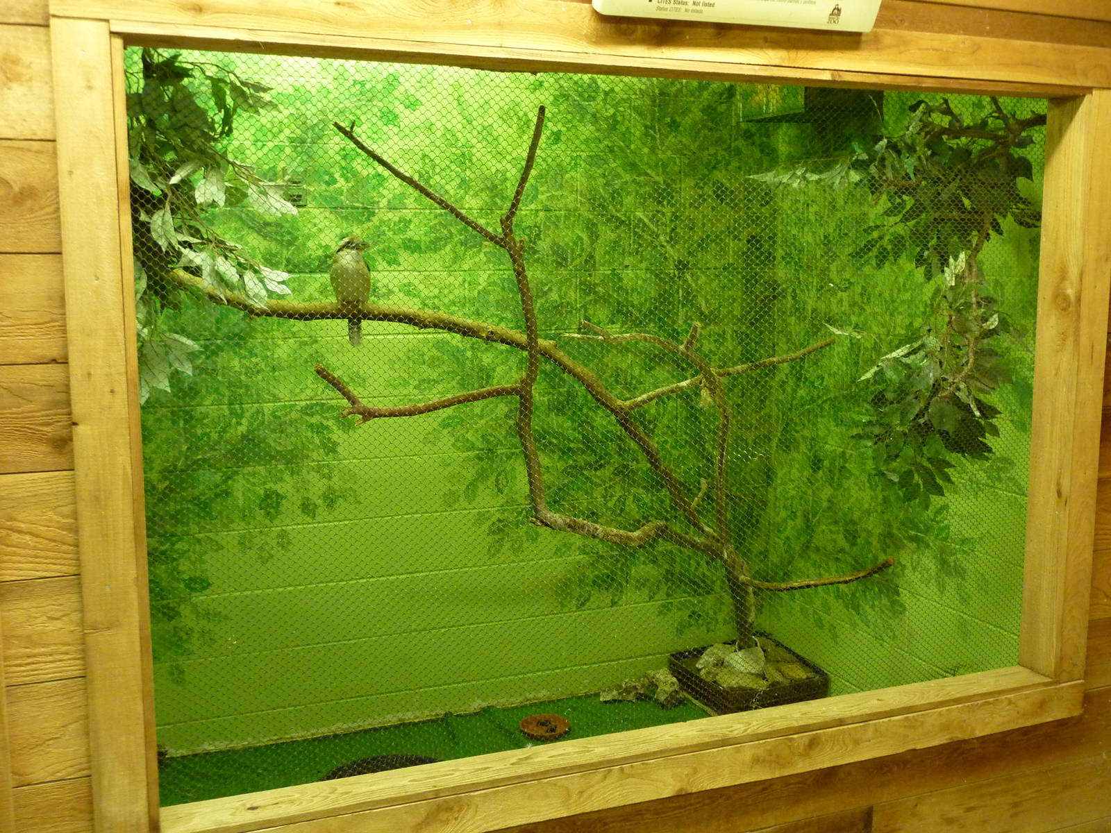 Australia - Kookaburra Exhibit