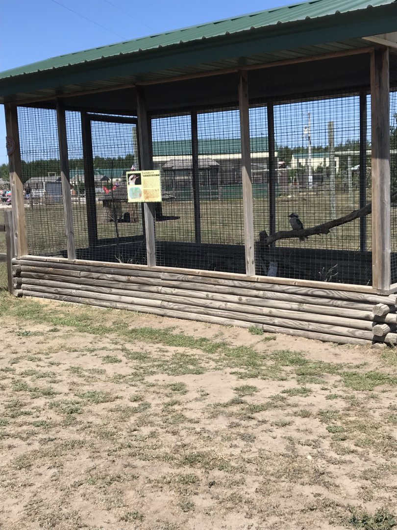 Australia- kookaburra exhibit