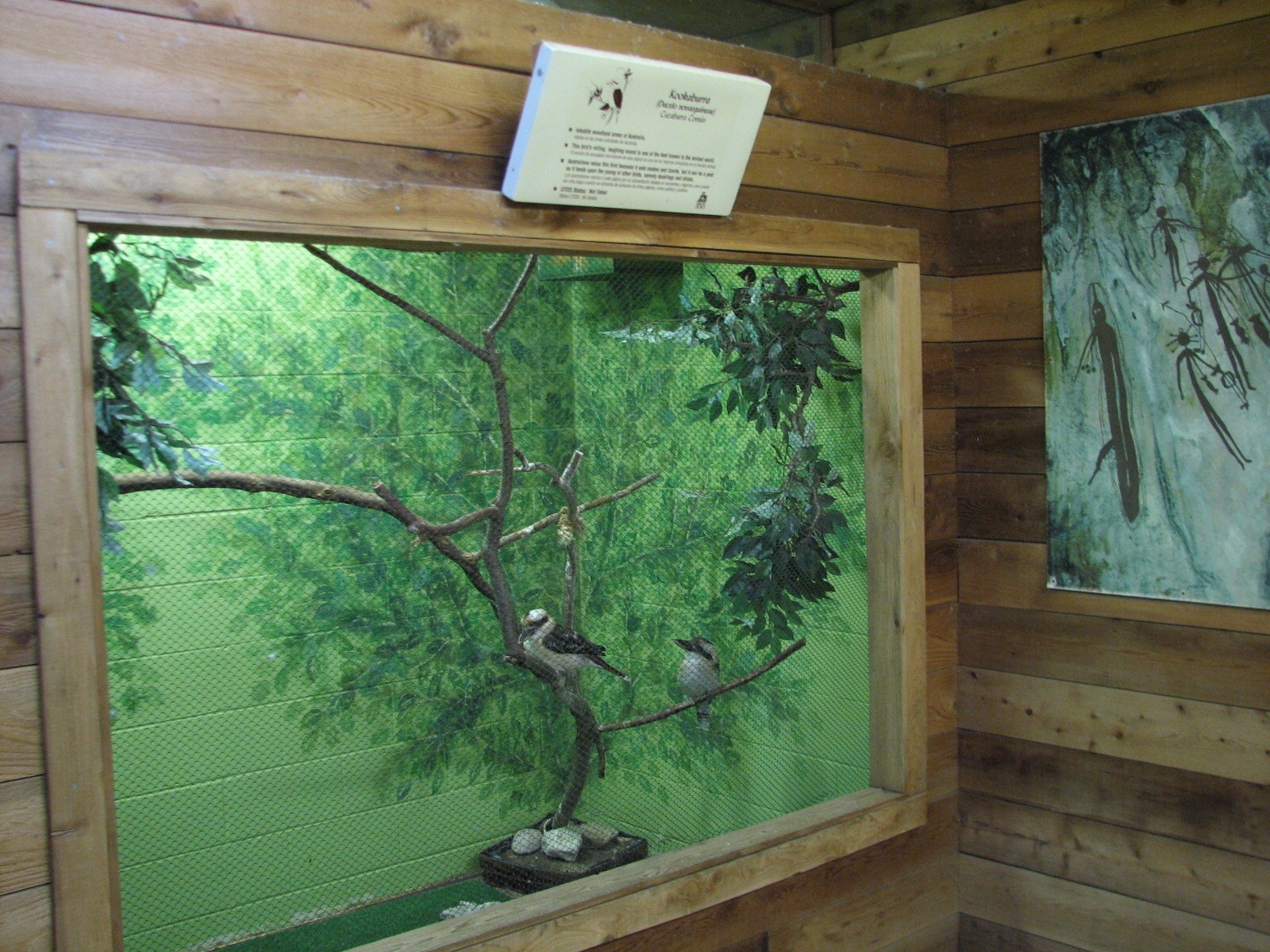 Australia - Kookaburra Exhibit