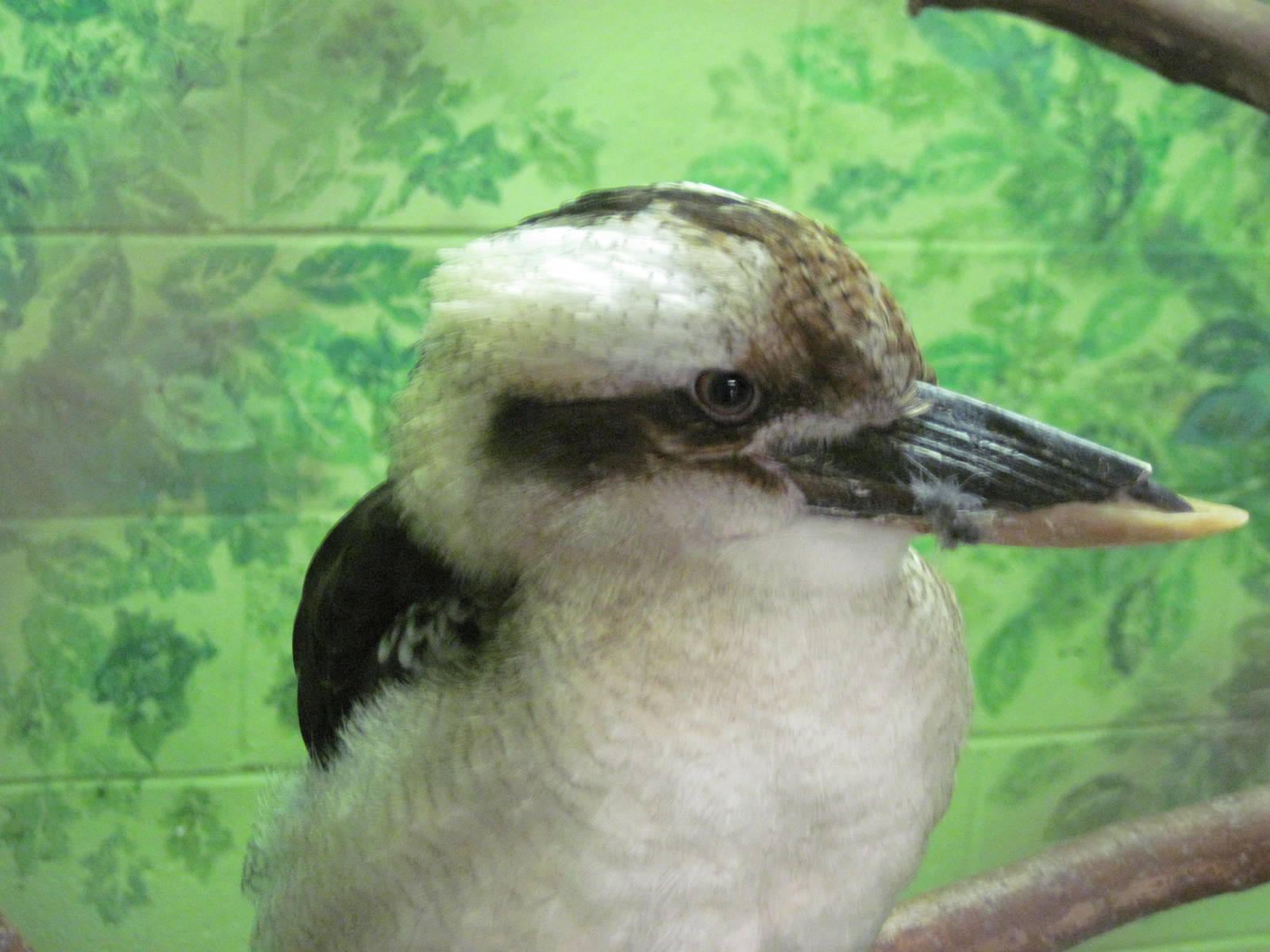 Australia-Kookaburra