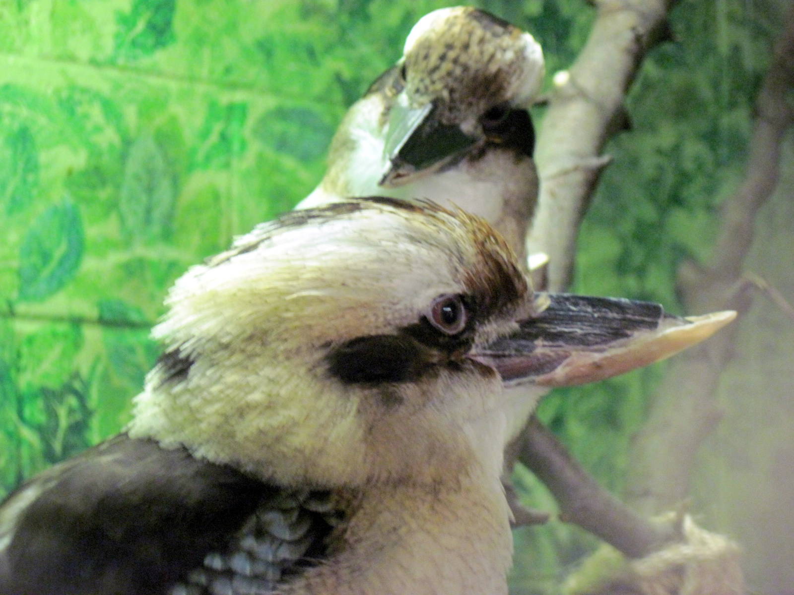 Australia-Laughing Kookaburras