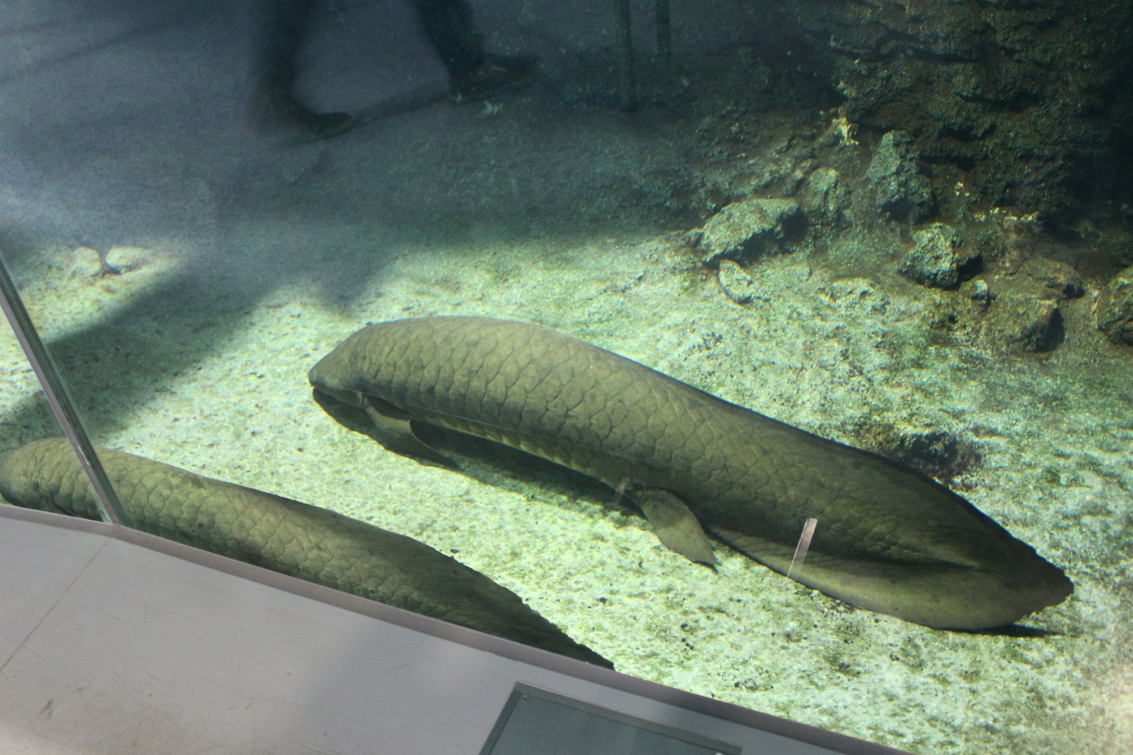 Australia lungfish