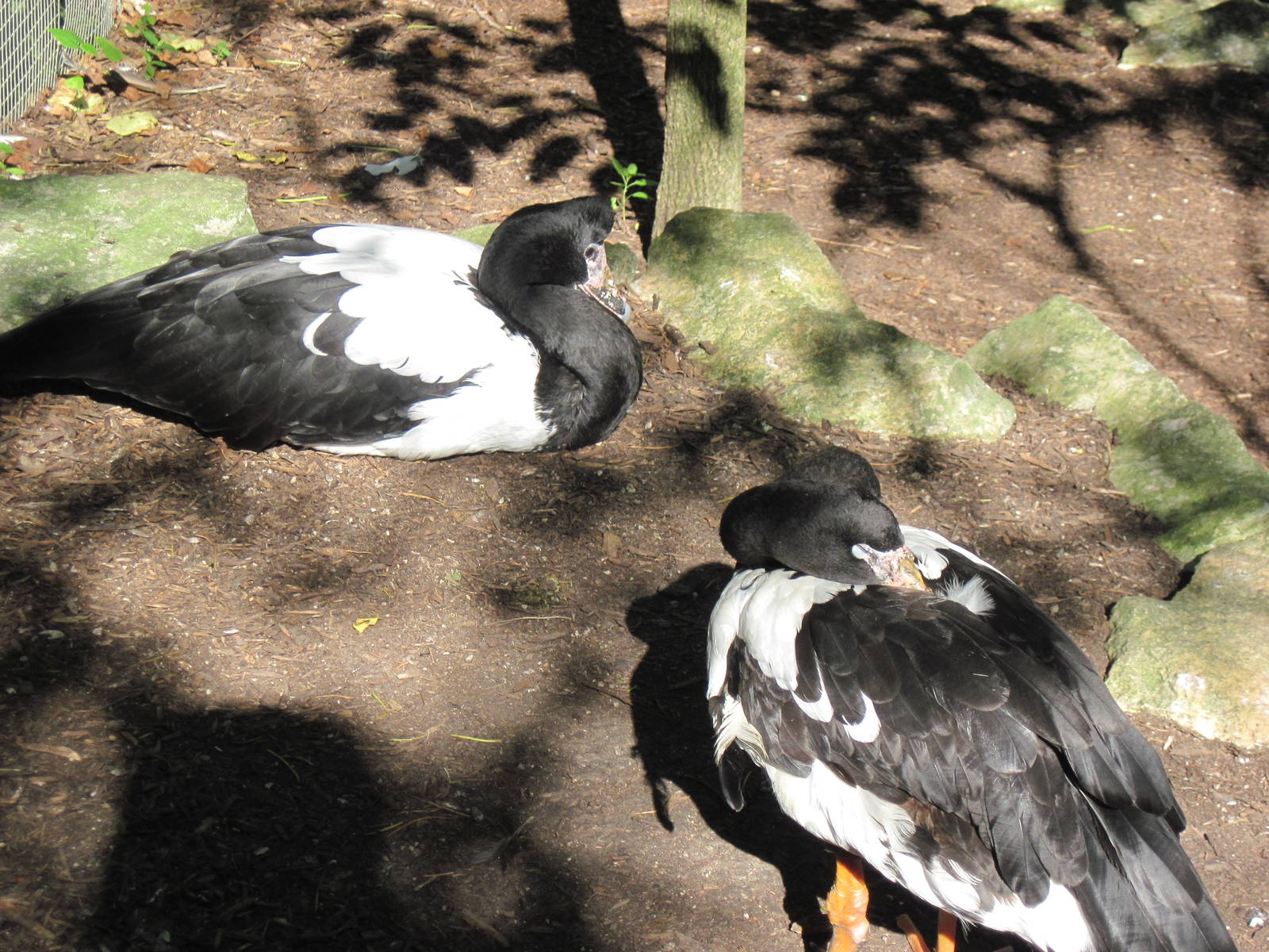 Australia-Magpie Geese