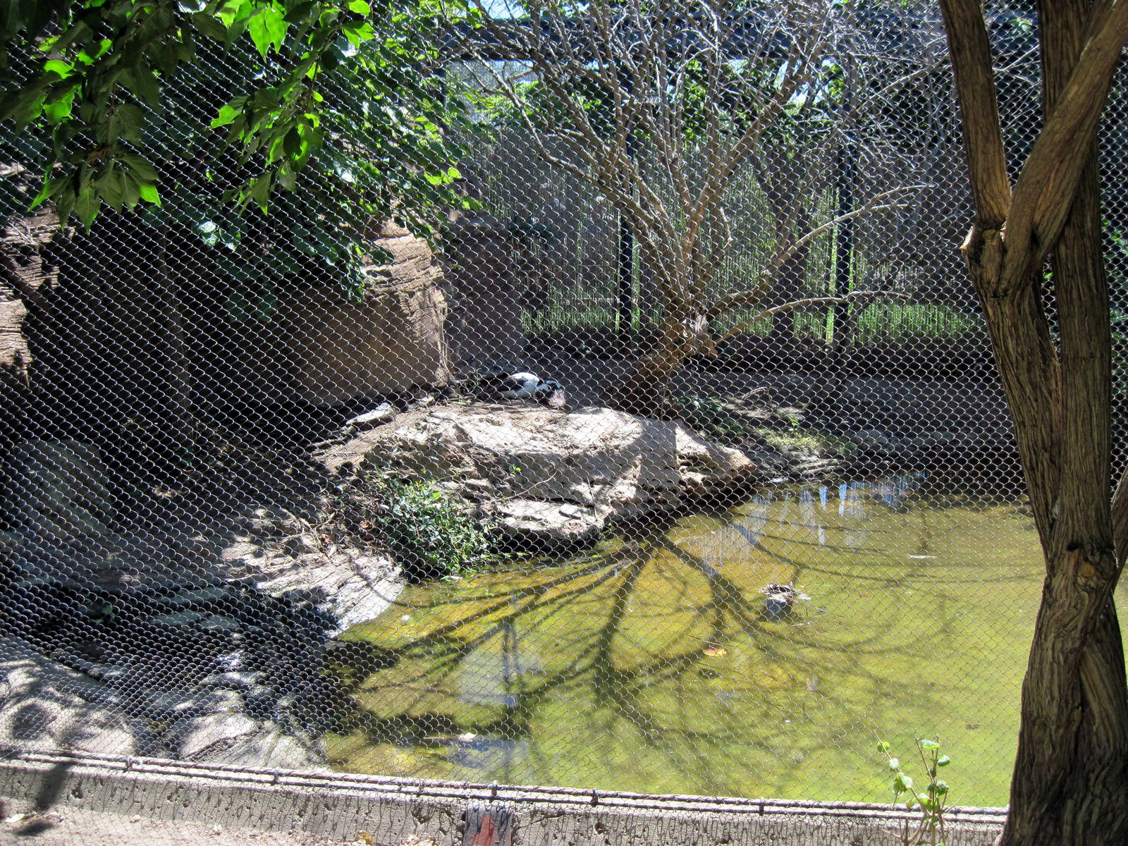Australia-Magpie Goose Exhibit