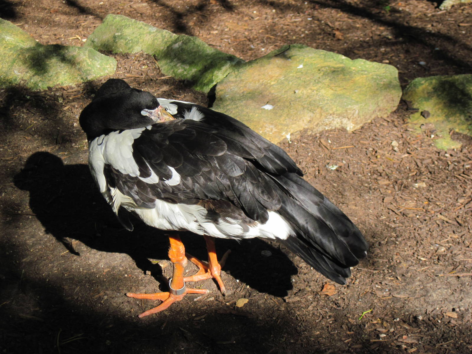 Australia-Magpie Goose
