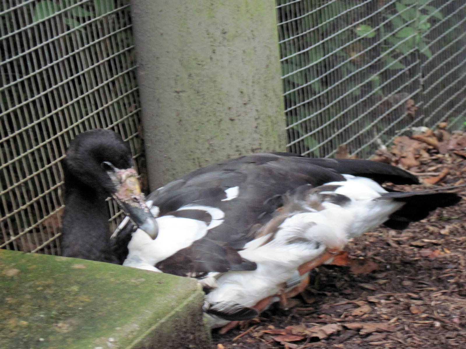 Australia-Magpie Goose