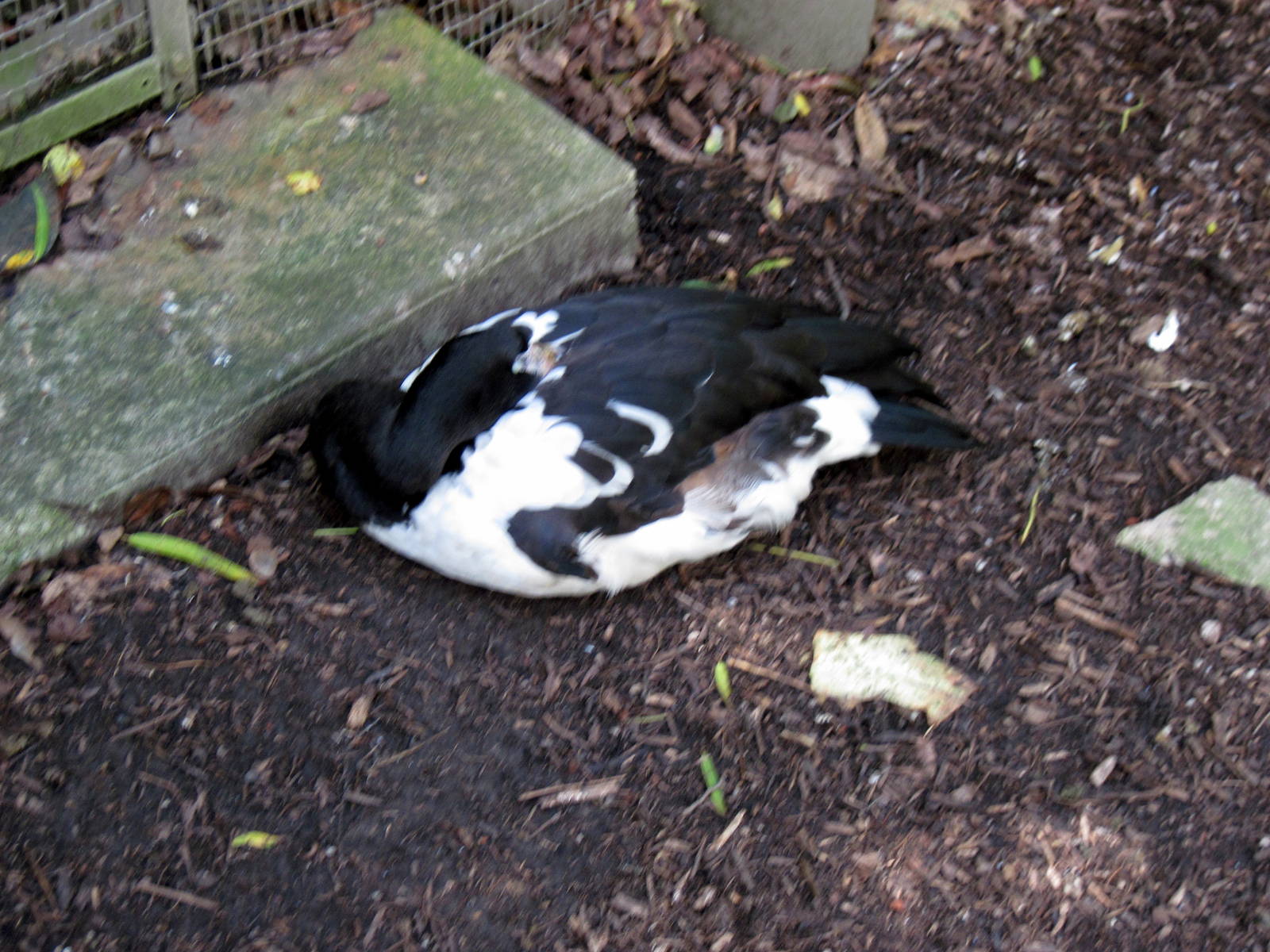 Australia-Magpie Goose
