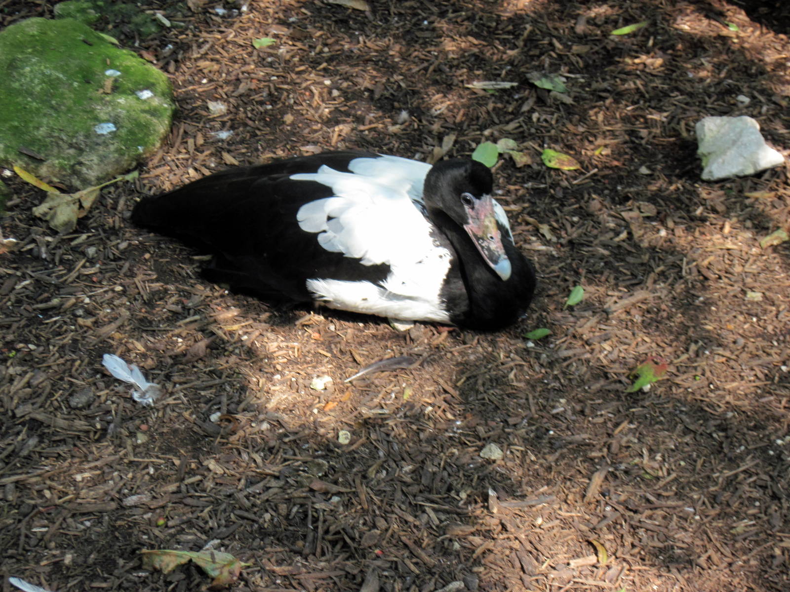 Australia-Magpie Goose