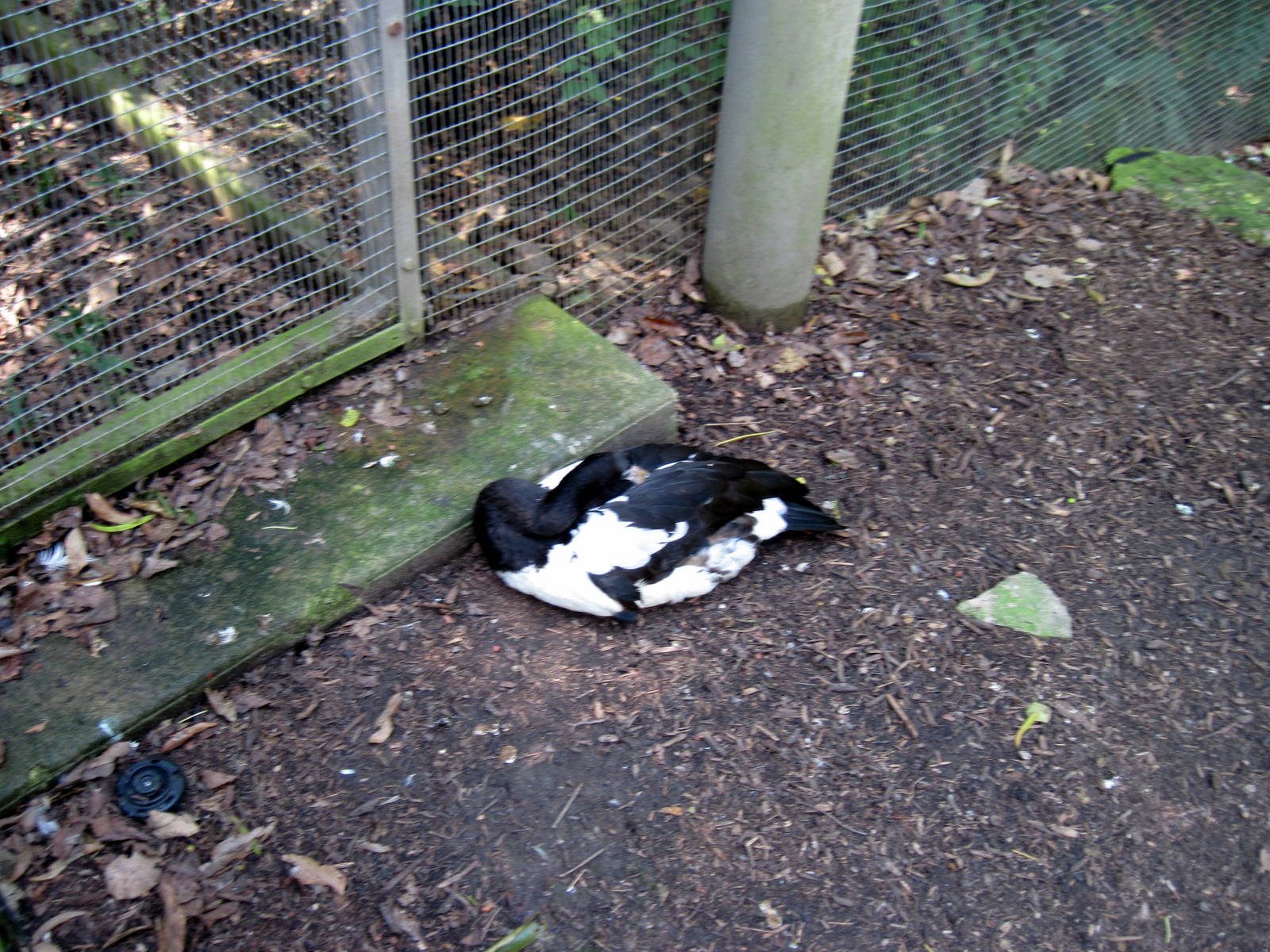 Australia-Magpie Goose