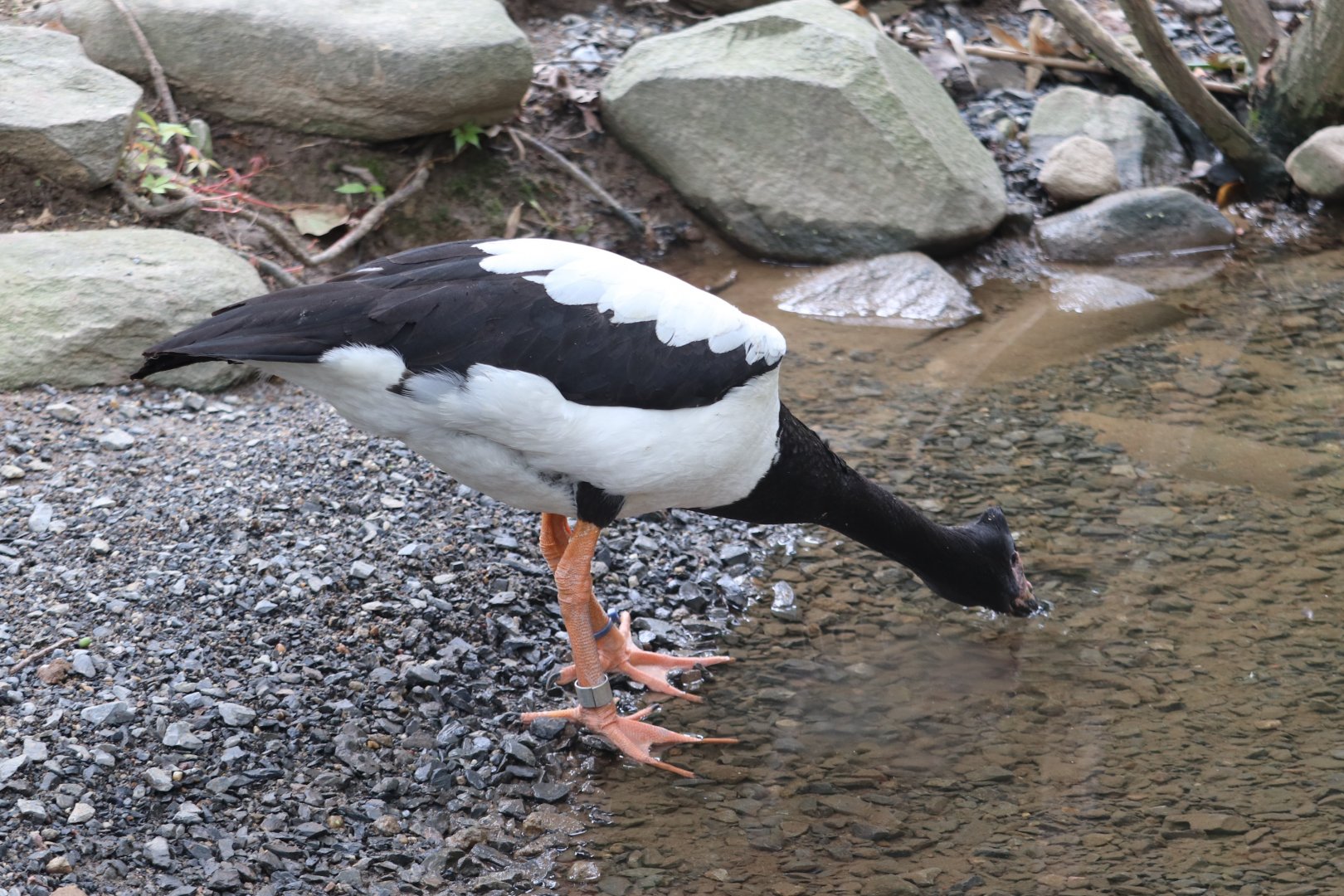 Australia - Magpie Goose